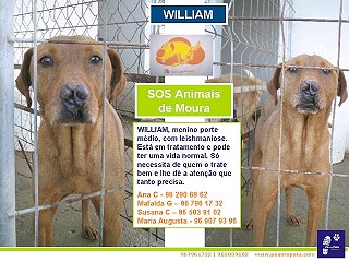 Todos os dias s&atilde;o o dia do animal